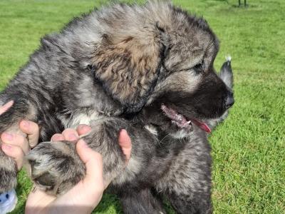 IKC Registered Caucasian Shepherd Dog
